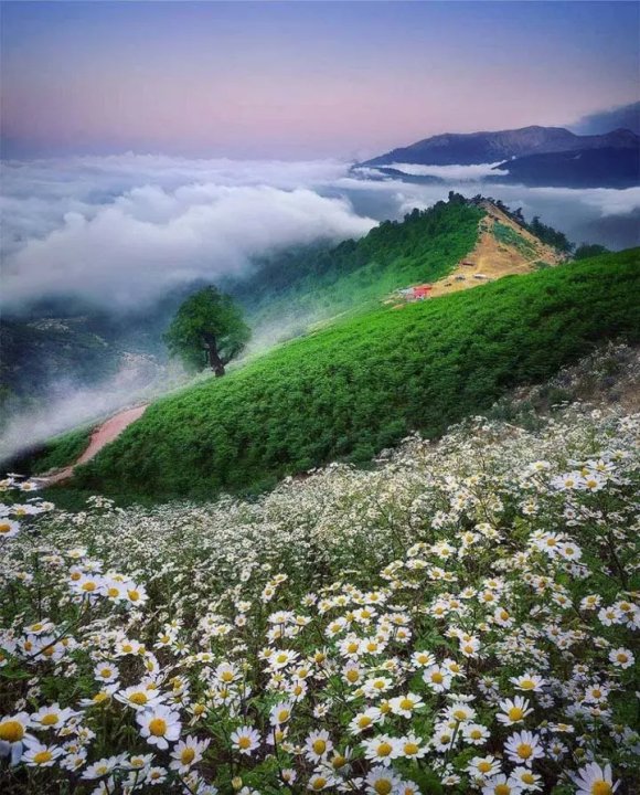 جنگل‌های ماسال